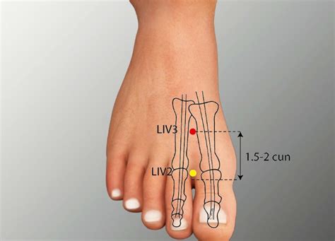 liv 3 acupuncture point images.